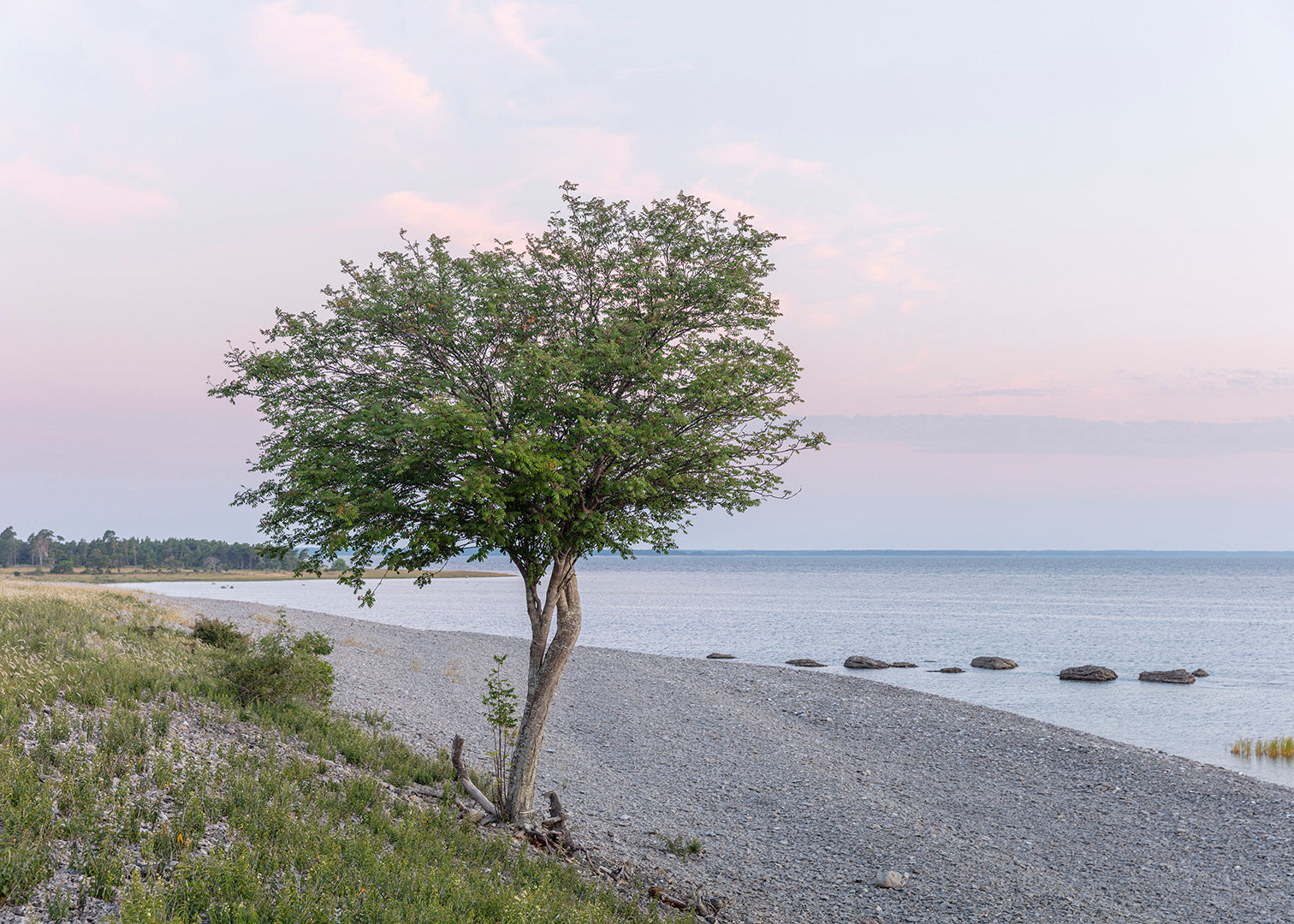 Vandret foto af et rønnetræ ved Grogarnshuvud i solopgang med hav og stenstrand.