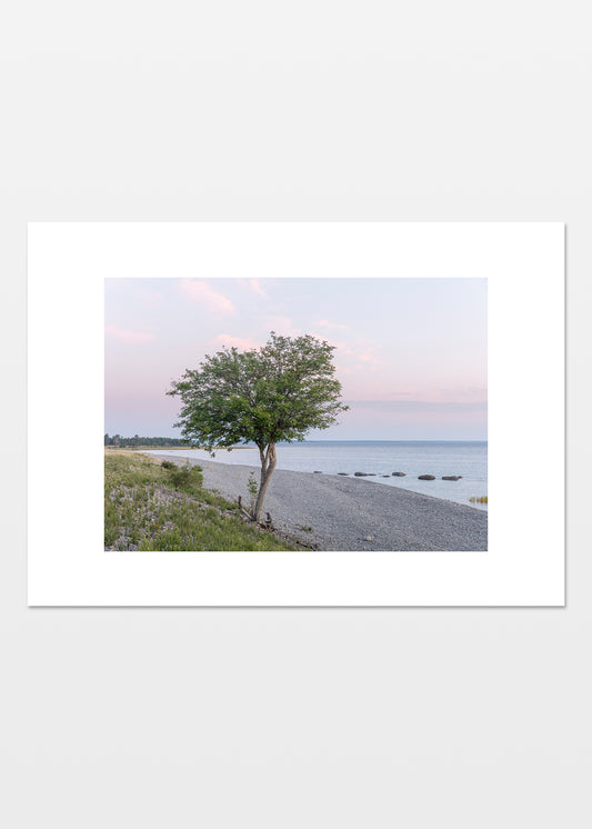 Vandret foto af et rønnetræ ved Grogarnshuvud i solopgang med hav og stenstrand.