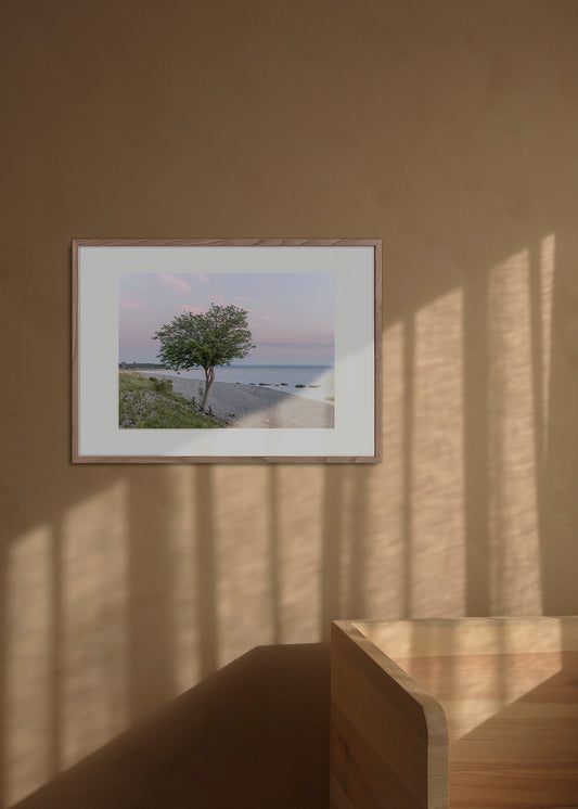Vandret foto af et rønnetræ ved Grogarnshuvud i solopgang med hav og stenstrand.