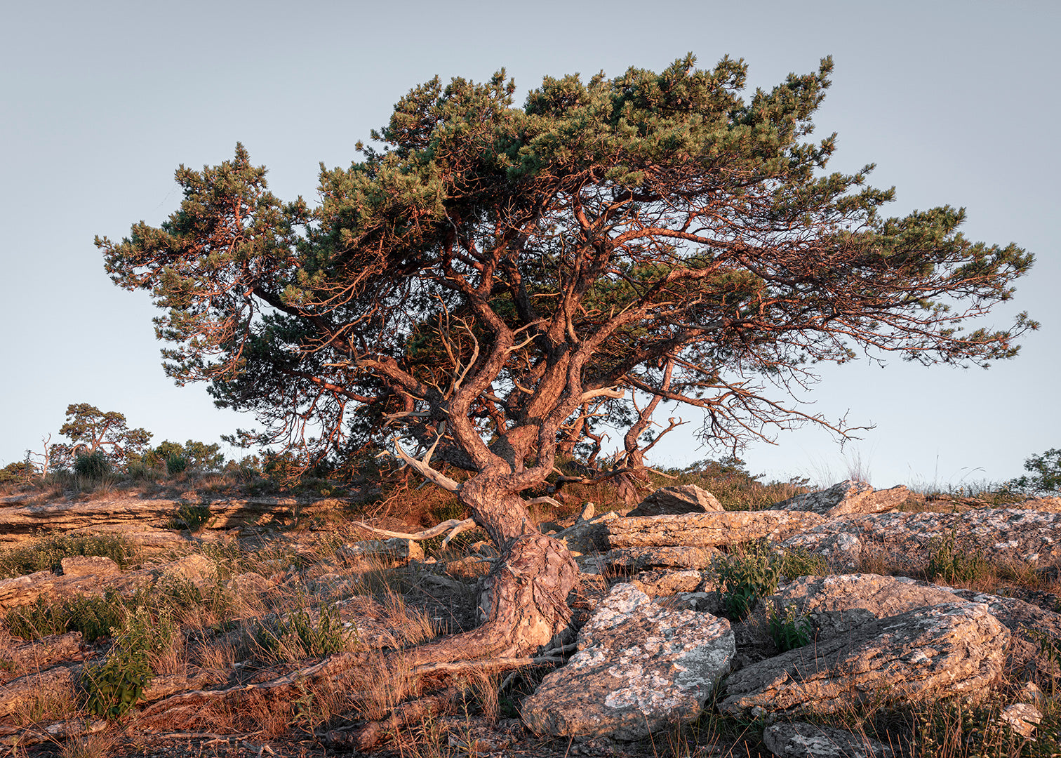 Fotografi af fyrtræ på klippeskrænt ved Furillen, Gotland, Sverige – Foto Factory