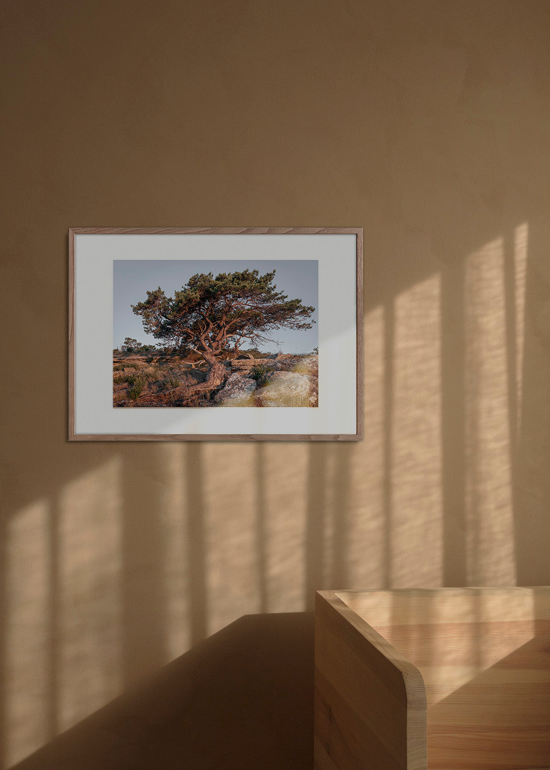 Fotografisk plakat af fyrtræ på klippeskrænt ved Furillen, Gotland, Sverige – Foto Factory