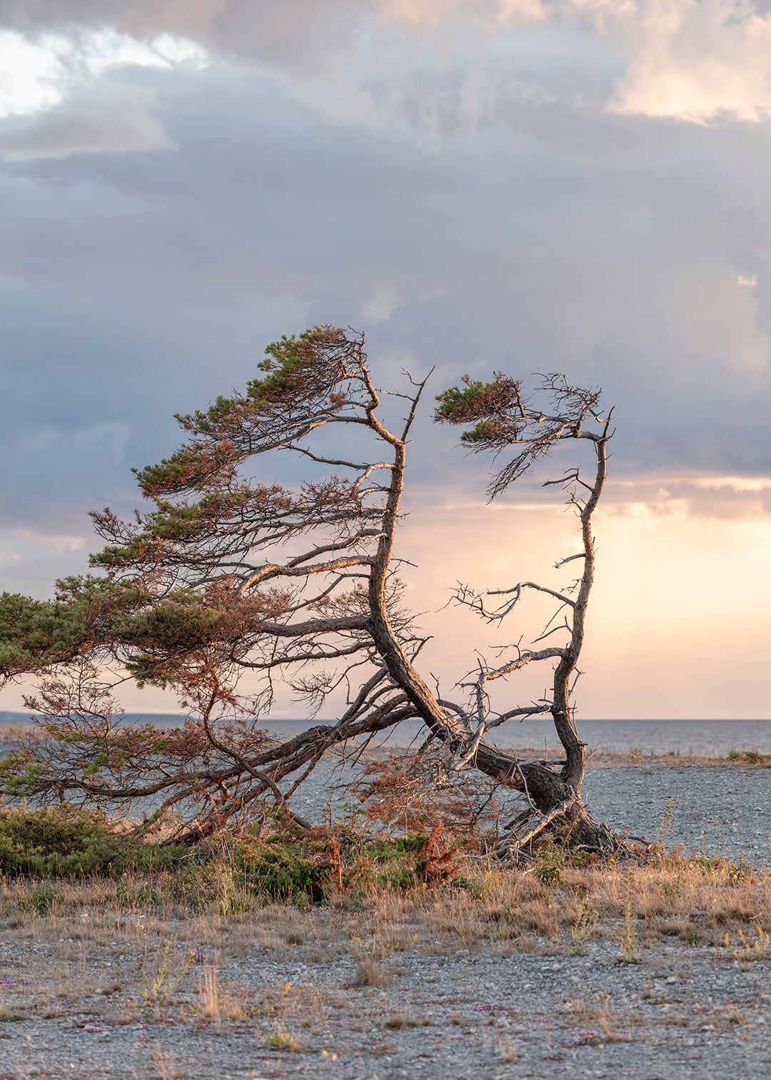 Fotografi af vindblæst fyrtræ ved Digerhuvud, Fårö, Gotland, Sverige – Foto Factory