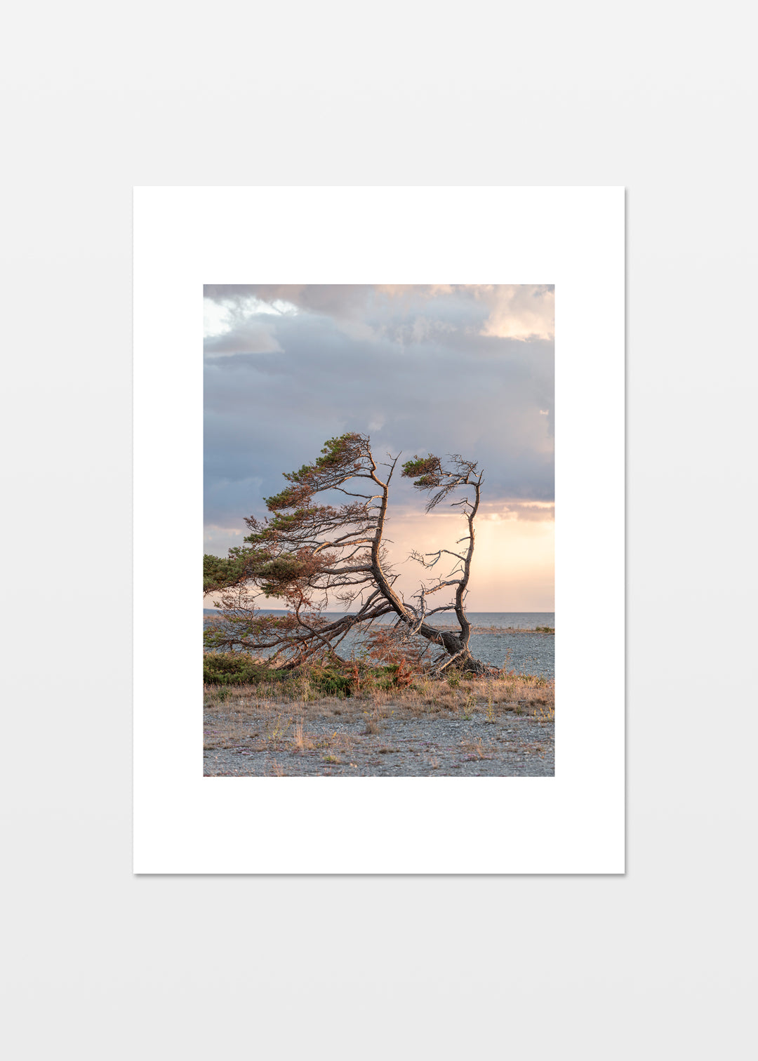 Fotografisk plakat af vindblæst fyrtræ ved Digerhuvud, Fårö, Gotland, Sverige – Foto Factory