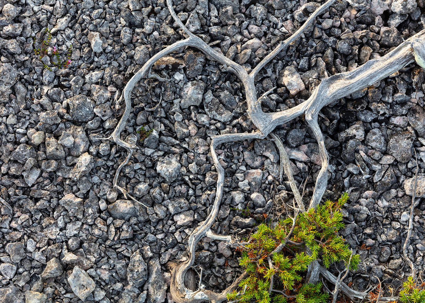 Fotografi af forvitrede grene over lys kalksten – naturplakat fra Gotland, foto Martin Bay