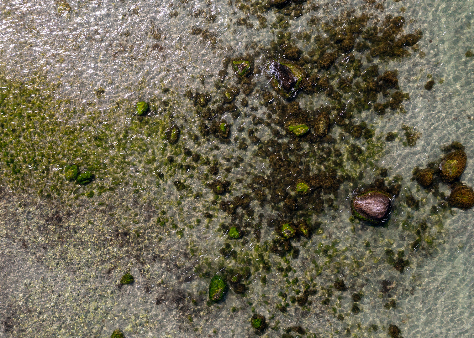 Dronefoto af grønne sten under klart vand ved strandkant på Gotland