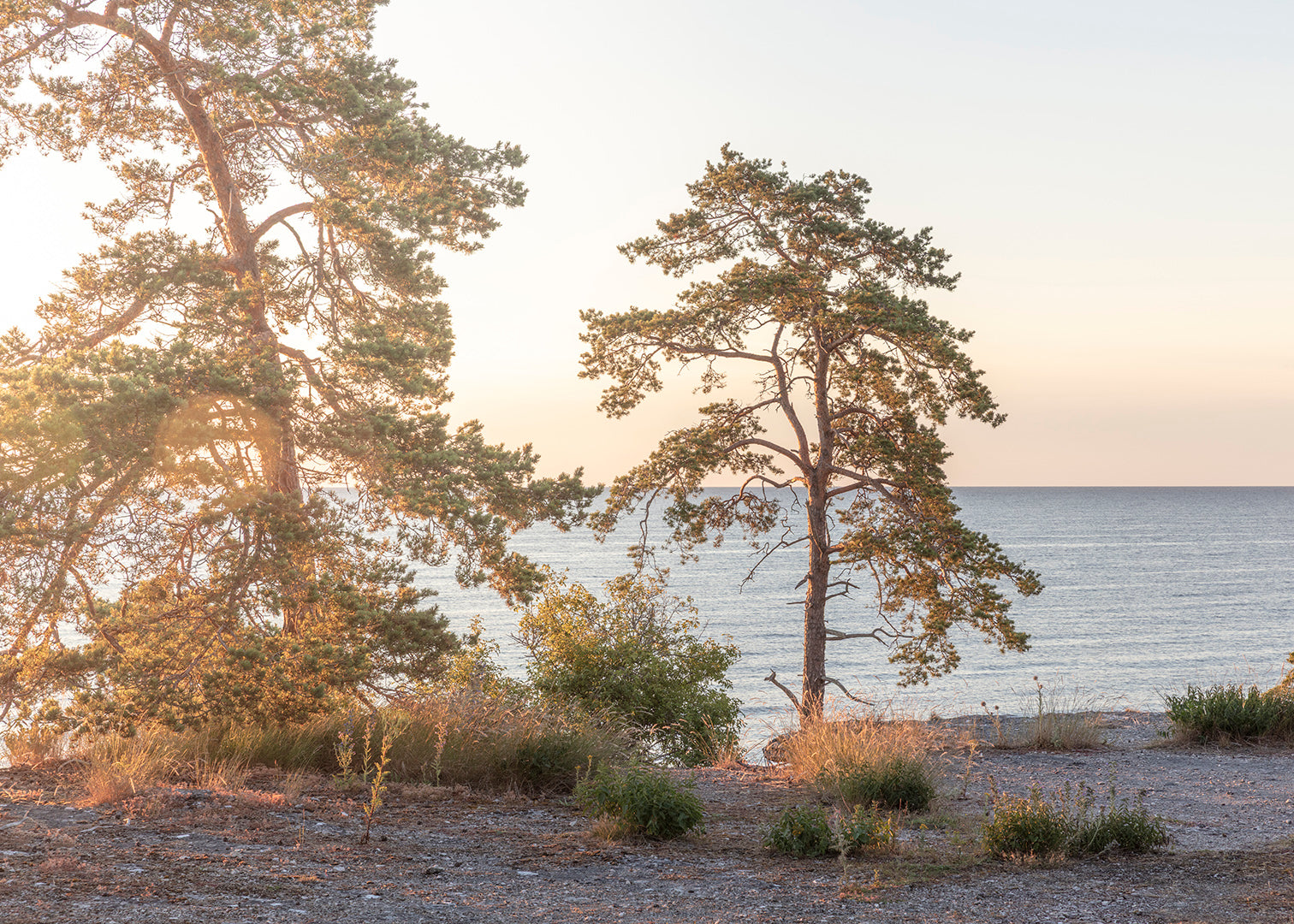 Fotokunst af træer i modlys ved Gotlands klippekyst. Fotograf Martin Bay