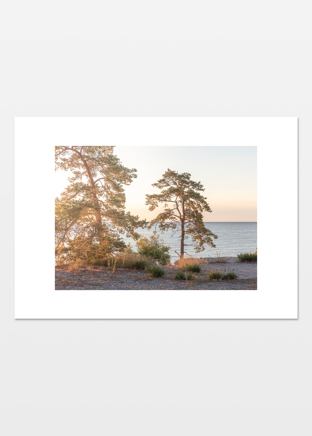 Træer i modlys ved Gotlands klippekyst med solnedgang og hav i baggrunden.