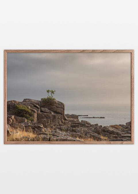 Vandret Bonsai klippe plakat Bornholm