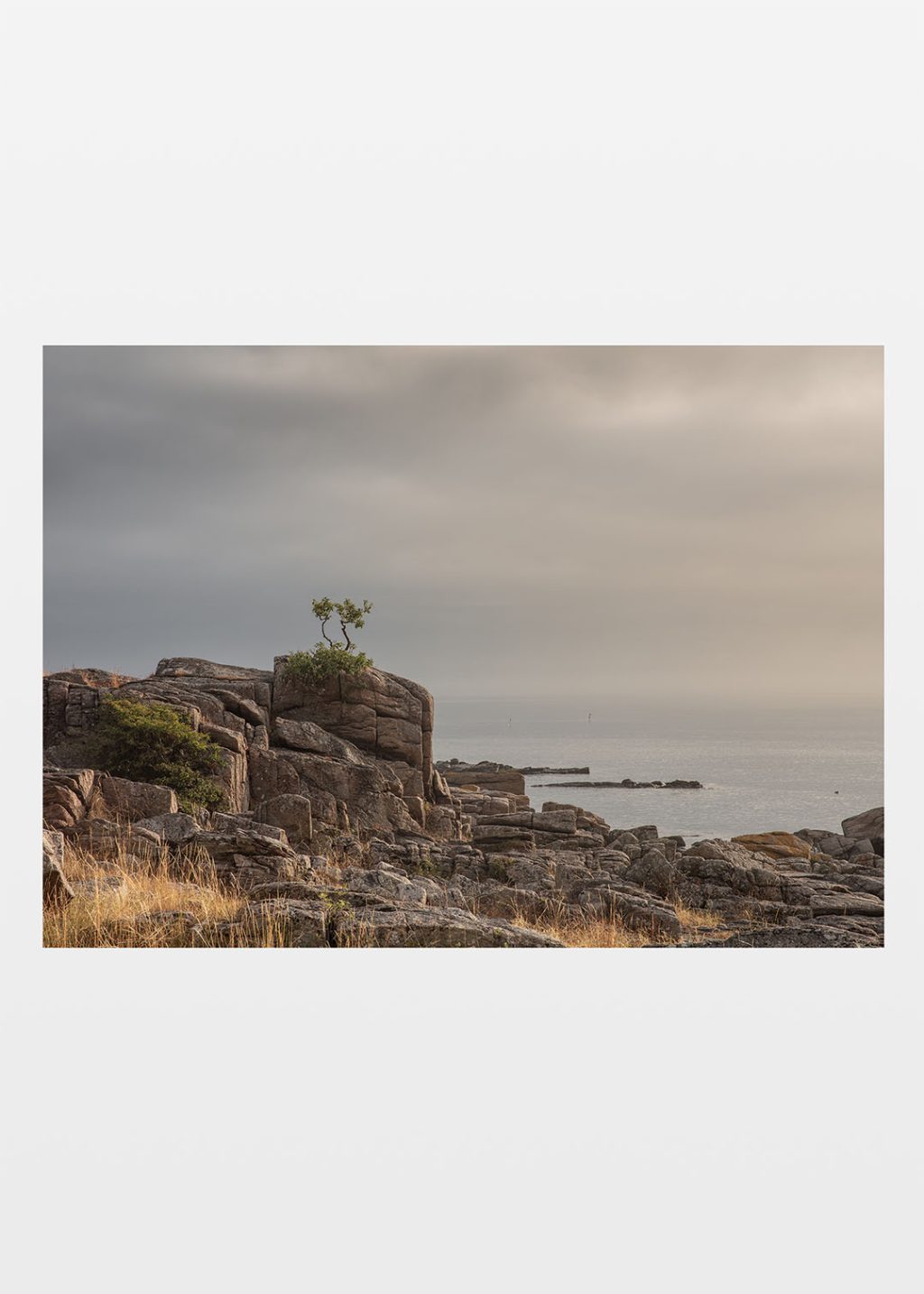 Bonsai fotografi