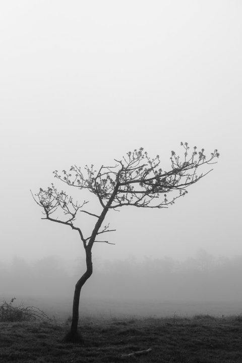 Fotokunst af ensomt træ